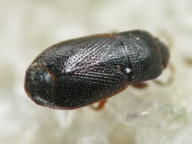Plinthisus pusillus (Scholtz, 1847)
